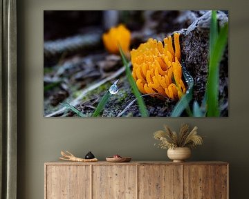 Yellow meadow coral by Dirk Schelhasse