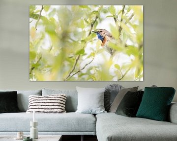 Blauwborst van Danny Slijfer Natuurfotografie