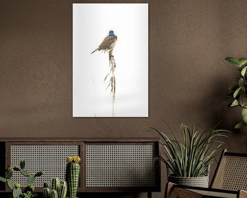 Blauwborst op rietpluim van Danny Slijfer Natuurfotografie