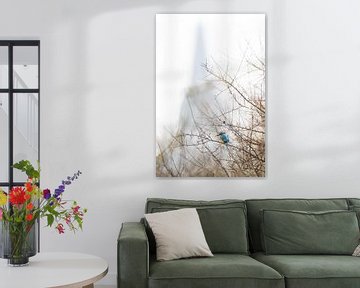 IJsvogel nabij de stad van Danny Slijfer Natuurfotografie
