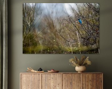 IJsvogel van Danny Slijfer Natuurfotografie