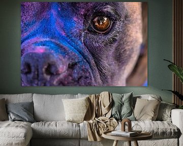 Bobbie the Boxer in a Colour Explosion