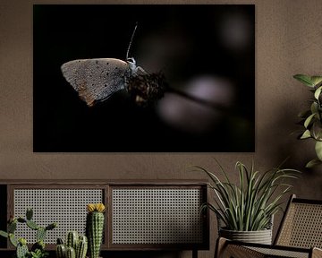 Petit papillon de feu