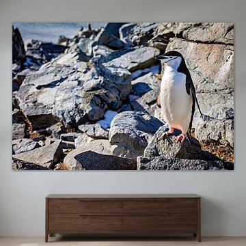 Chinstrap penguins in the Antarctic