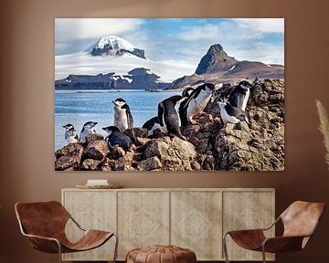 Kinbandpinguïns op Antarctica van Roland Brack