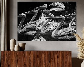 Pelikanen in het water van Rijza Hofstede