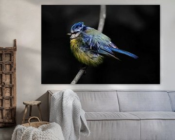 #1 pimpelmees - jonge vogel van TW