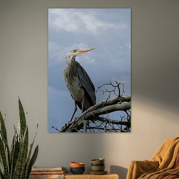 #2 GrauReiher - Thronend