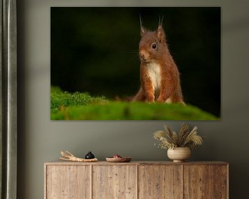 Eekhoorn portret van Rando Kromkamp Natuurfotograaf