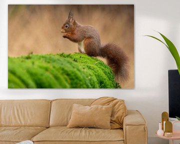 Squirrel by Rando Kromkamp Natuurfotograaf