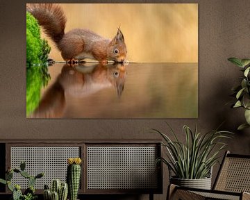 Eekhoorn in herft kleur van Rando Kromkamp Natuurfotograaf