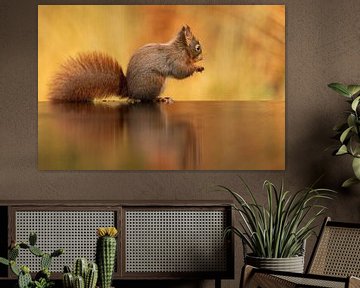 Eekhoorn in herftkleuren. van Rando Kromkamp Natuurfotograaf