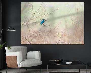 IJsvogel op de uitkijk van Danny Slijfer Natuurfotografie