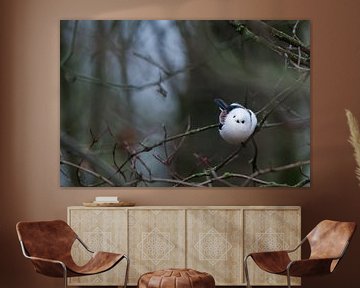 Staartmees van Danny Slijfer Natuurfotografie
