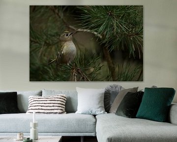 Goldcrest