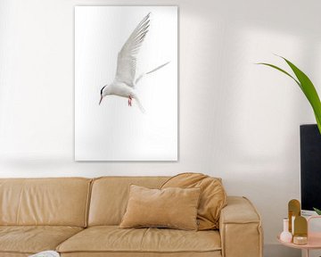 Common tern in flight by Danny Slijfer Natuurfotografie