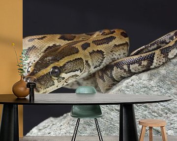 Rotspython (Python sebae) van Ronald Pol