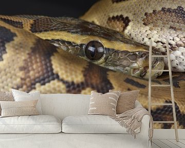 Rotspython (Python sebae)