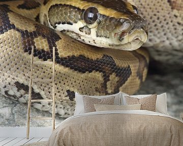 Rotspython (Python sebae)