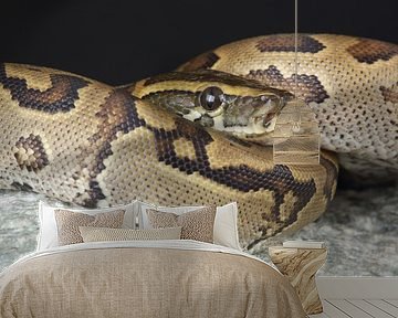 Rotspython (Python sebae)