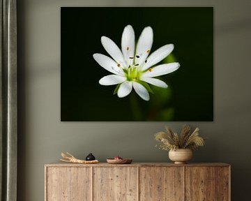 Blossom of a strawberry 1