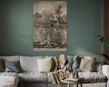 Study of trees and rocks