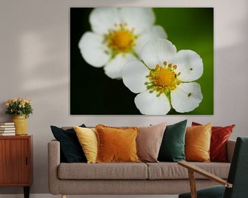 White blossoms von brava64 - Gabi Hampe