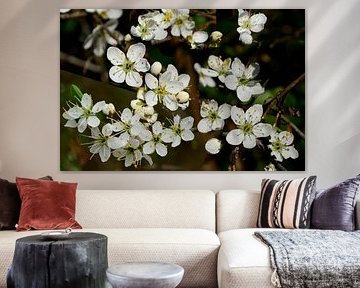 Blackthorn blossom by Corinne Welp