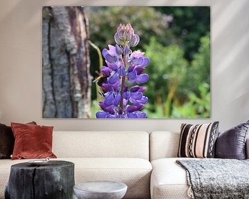 Purple Lupin in bloom