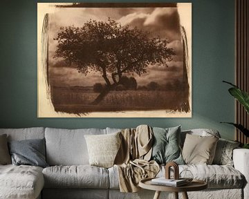 Appletree in a field, rural landscape