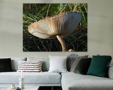 Paddenstoel van LisanneFotografie
