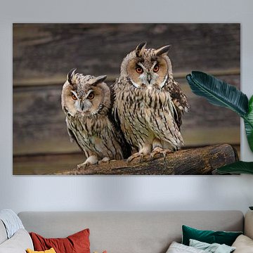 Waldohreulen blasen in den Wind