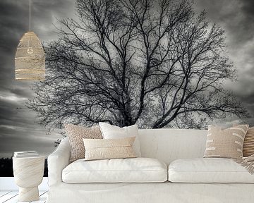 Hoorneboeg Heath by Photodoos