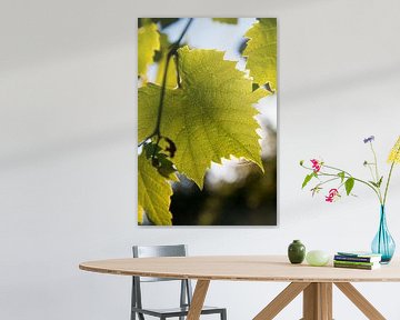 Druivenbladeren in zonlicht van Matthijs Boersma