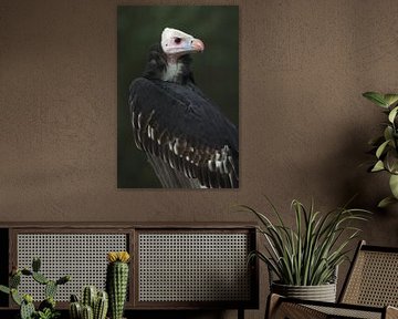 Weißkopfgeier (Trigonoceps occipitalis) von Ronald Pol