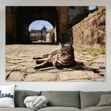 A castle guard on velvet paws by Momentaufnahme | Marius Ahlers