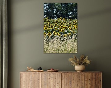 A field of sunflower flowers in summer by Claude Laprise