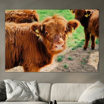 Bovins Highland à Bünde (NRW)