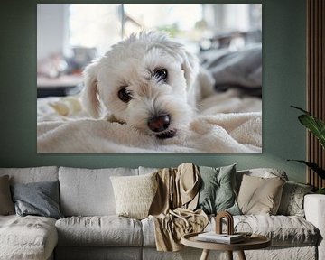 Maltipoo love for a lifetime!