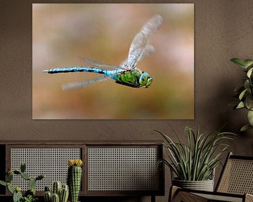 Große Königslibelle (Anax imperator) von Ger Bosma