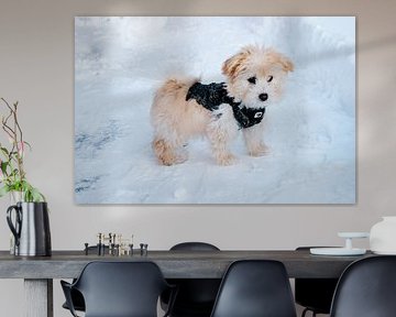 Maltipoo in the snow for the first time!