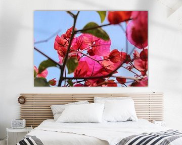 Flowers in the riviera