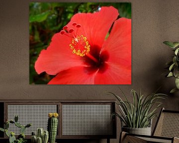 Hibiscus rouge sur Maickel Dedeken