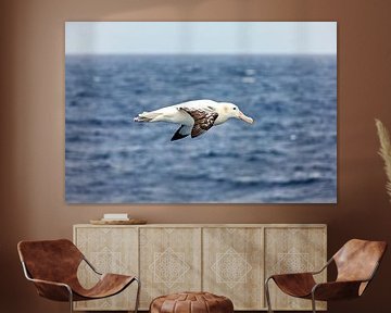 Albatrossen tijdens de vlucht van Roland Brack