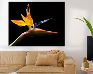 Paradijsvogelbloem van Maickel Dedeken
