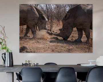 Twee 'kibbelende' neushoorn broers