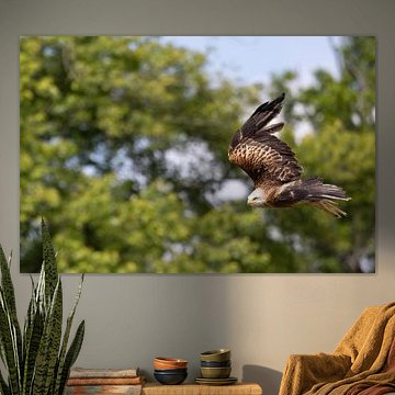 Milan royal en piqué