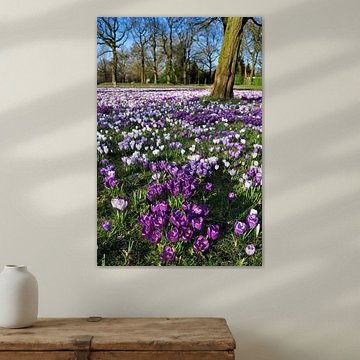 Feld mit Krokussen im März von Corinne Welp