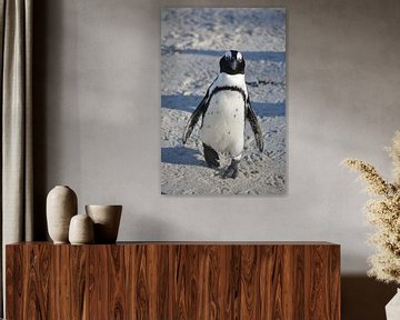 Cheeky Penguin at Boulders Beach, Cape Town, South Africa by My Footprints