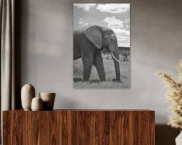 Close up Afrikaanse olifant in Zwart wit van My Footprints
